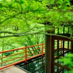京都観光の新名所に！ 新緑に囲まれた極上のロケーションで抹茶を楽しむ